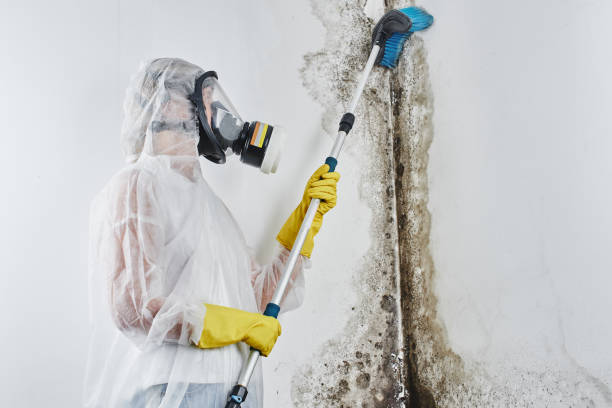 Why You Should Choose Our Mold Remediation Services in North Middletown, NJ